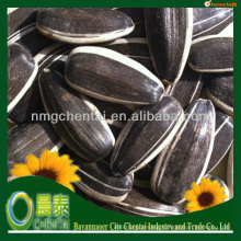 2019 Black Russian Sunflower Seeds 24/64